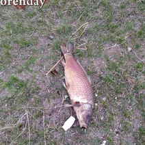 Гибель рыбы в Орске: анализ показал превышения ПДК по ряду веществ