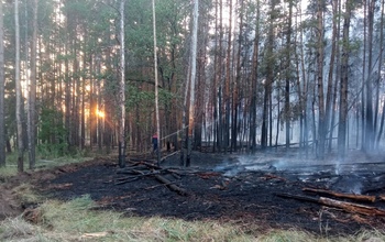 Один и тот же поезд стал причиной сразу четырёх пожаров в «Бузулукском бору»