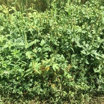 Аллергии на вас нет: в Оренбуржье главам 