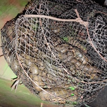 Рыбак из Тоцкого района за ловлю раков может получить два года колонии