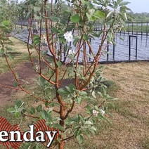 В Оренбурге на набережной расцвели яблони