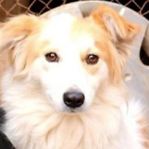 На ТВ-3 показали историю собаки из Оренбурга, которую спасли из лужи гудрона