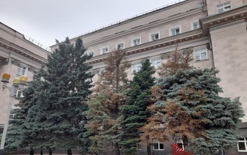 В Оренбурге готовы потратить миллион рублей на уход за елями и газонами