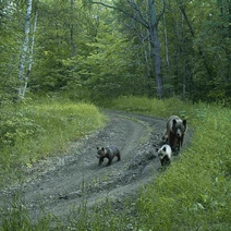 В Оренбуржье друг за другом ходят медведи, лоси, рыси, косули и волки