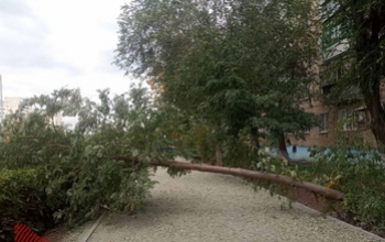 В Оренбурге на пр. Дзержинского на тротуар рухнуло дерево