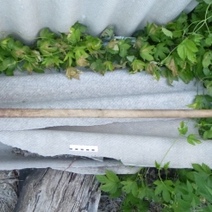 Забил граблями: в Сакмарском районе ждет суда пенсионер-убийца (18+)