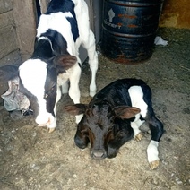 Под Новосергиевкой доярка украла на ферме двух новорожденных телят