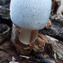 Холода близко: в Бузулукском бору шубки надевают редкие грибочки