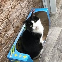 Какое наказание получила школьница из Оренбуржья, отчленившая голову коту на камеру (18+)