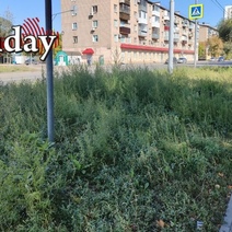 Около 2 000 оренбуржцев давятся слезами из-за аллергии, а мэрии хоть трава не расти