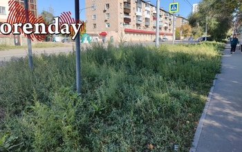 Около 2 000 оренбуржцев давятся слезами из-за аллергии, а мэрии хоть трава не расти