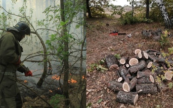 Какой ущерб лесному фонду Оренбургской области в 2023 году нанесли пожары и «черные лесорубы»