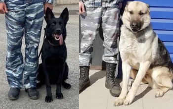 Какие преступления в Оренбуржье чаще всего раскрывают с участием кинологов