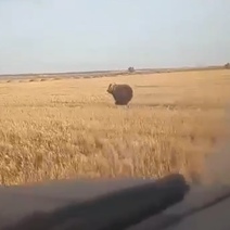 Под Кувандыком медведь бегал наперегонки с автомобилистом