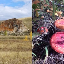 В оренбургских степях разбойничают барсуки