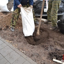 Оренбург снова попытаются озеленить на более 16,5 млн рублей