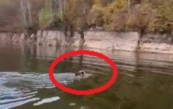 Оренбургские рыбаки встретили плавающего в водоёме медведя
