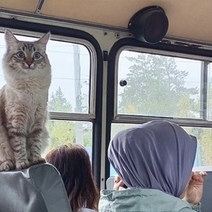 В Оренбурге пушистый «безбилетник» прятался в автобусе от дождя
