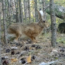 В Бузулукском бору орудуют зайцы