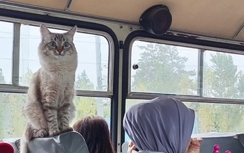 В Оренбурге пушистый «безбилетник» прятался в автобусе от дождя