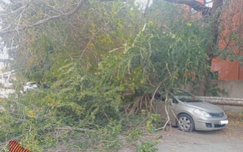 В Оренбурге в переулке Телевизионном дерево рухнуло на автомобиль