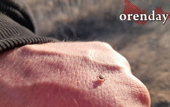 В Оренбургской области 10 человек заболели клещевым энцефалитом и боррелиозом