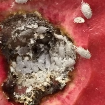 Из Узбекистана в Оренбуржье пришла хурма с живым и неаппетитным «сюрпризом»