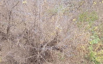 В Бугуруслане река Большой Кинель превратилась в молочную