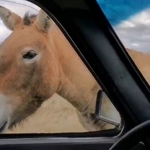 В оренбургских степях лошадь Пржевальского встречает людей поцелуями