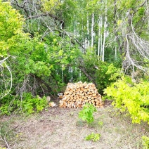 В Шарлыкском районе лесоруб заготовил дровишек на крупный штраф и срок