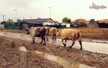 В Городище введен карантин по бешенству