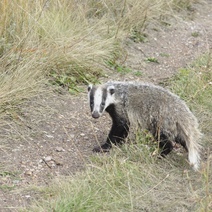 В Оренбуржье барсуки и стрепеты наслаждаются последними солнечными деньками