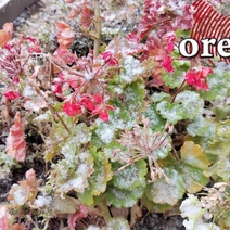 В Оренбурге «белые мошки» превратились в хлопья, а в выходные автомобилистов ждет «сюрприз»