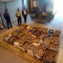 Контрабанда на 13 млн: в Оренбуржье на госгранице задержали уйму рогов сайгака