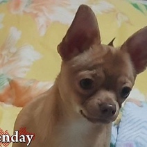 В Оренбуржье даже чихуахуа набрасываются на людей