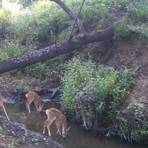 В Бузулукском бору к зиме готовятся косулята
