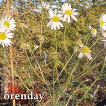 Зимой и не пахнет. В Оренбуржье в ноябре расцвели ромашки