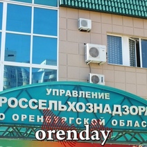 По Оренбургу бегала бешеная лиса