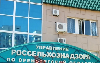 По Оренбургу бегала бешеная лиса