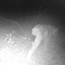 В Бузулукском бору рысь захотела стать «суперзвездой»