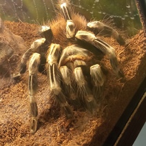 В Оренбурге Россельхознадзор на карандаш поставил выставку «Пауки-гиганты» из Ижевска