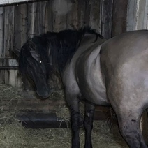 В Беляевском районе мужчина умер, упав с лошади (18+)