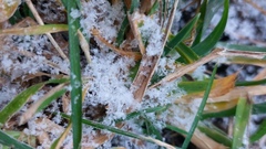 Зима близко - в Оренбуржье выпал снег 