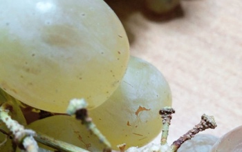 В Оренбургскую область прибыла крупная партия винограда с «сюрпризом»