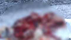 В Переволоцком районе задержали троих подозреваемых в браконьерстве с мясом косуль (18+)
