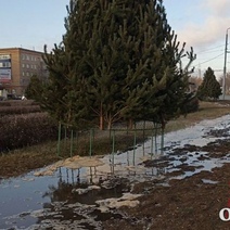 Зима, и елки, торжествуя, поплыли по Оренбургу