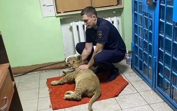 Дело обнаруженного в угнанной 