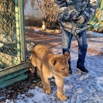 Львенка, которого на угнанной 