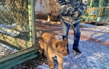 Львенка, которого на угнанной 