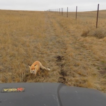 «Ваши документики»: в Оренбуржье лисица остановила инспектора на квадроцикле